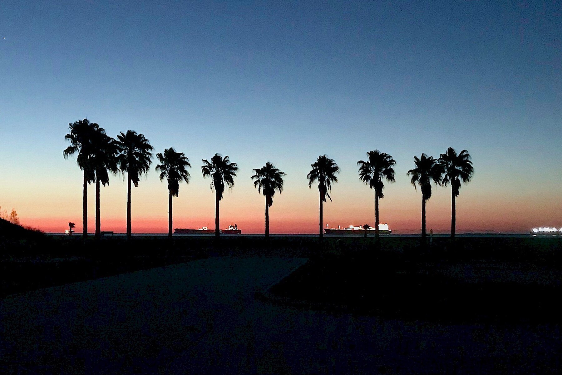 Palm trees at sunrise in Crystal Beach on the Bolivar Peninsula